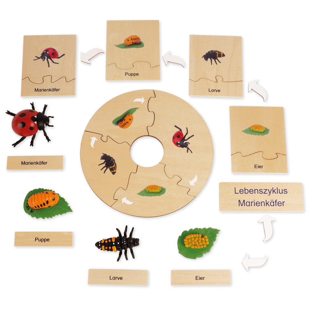 TimeTEX livscykel för en nyckelpiga, i trälåda "Montessori Premium"