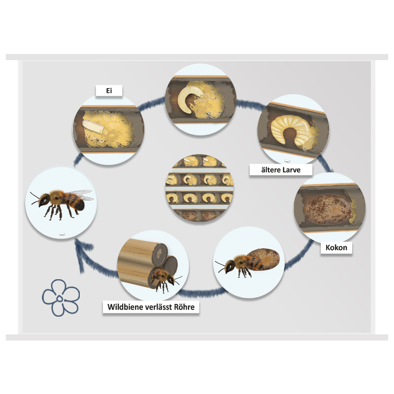 Lebenszyklus "Wildbiene", magnetisch, 16-tlg.