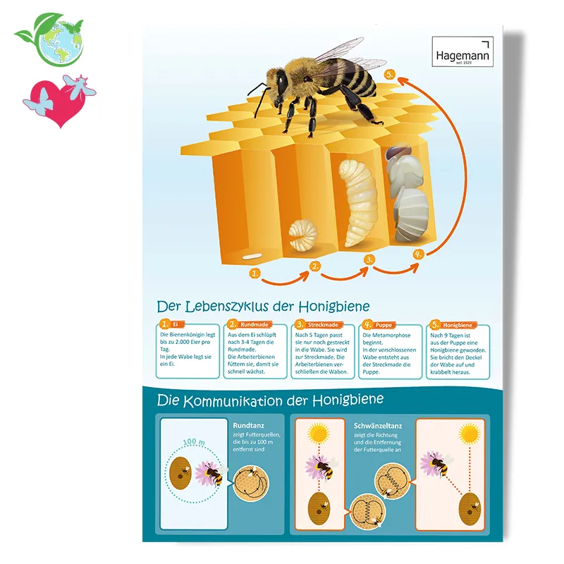 Poster A2 "Lebenszyklus und Kommunikation Honigbiene"