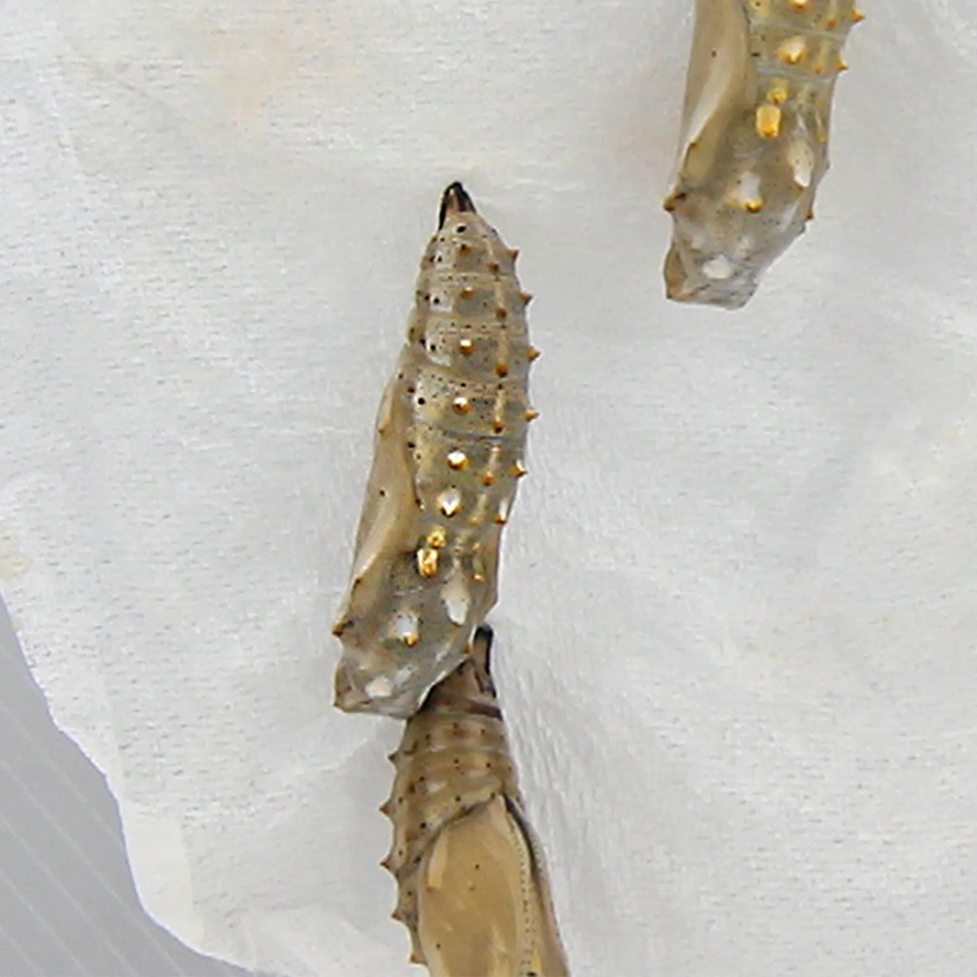 Gruppen-Projektset "Schmetterlinge", Starter-Set, 13-tlg.