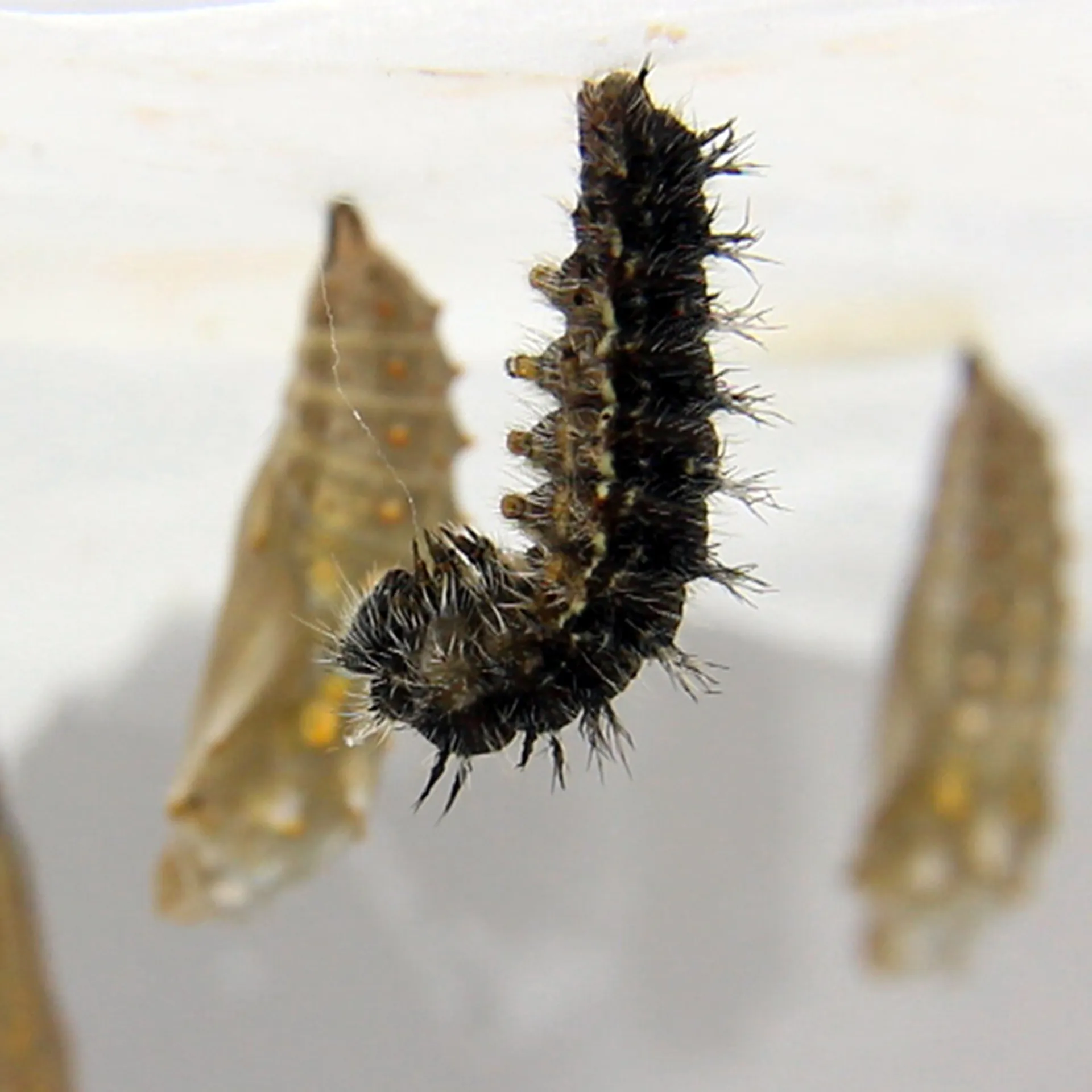 Zuchtset "Schmetterlinge", kompakt mit Komfort-Netz, 7-tlg.