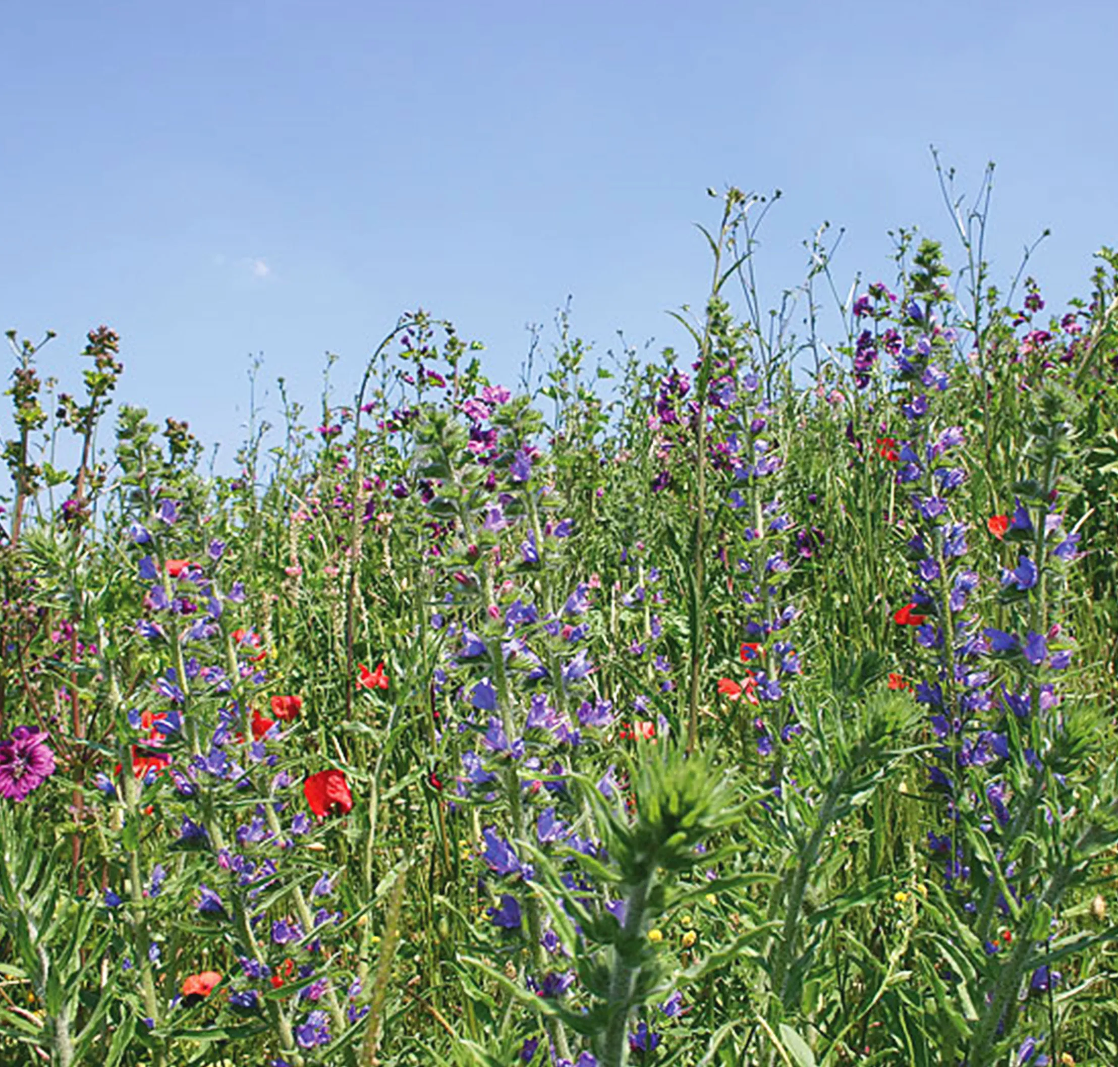 Samen-Mischung "Schmetterlings-Wiese", für 10m²
