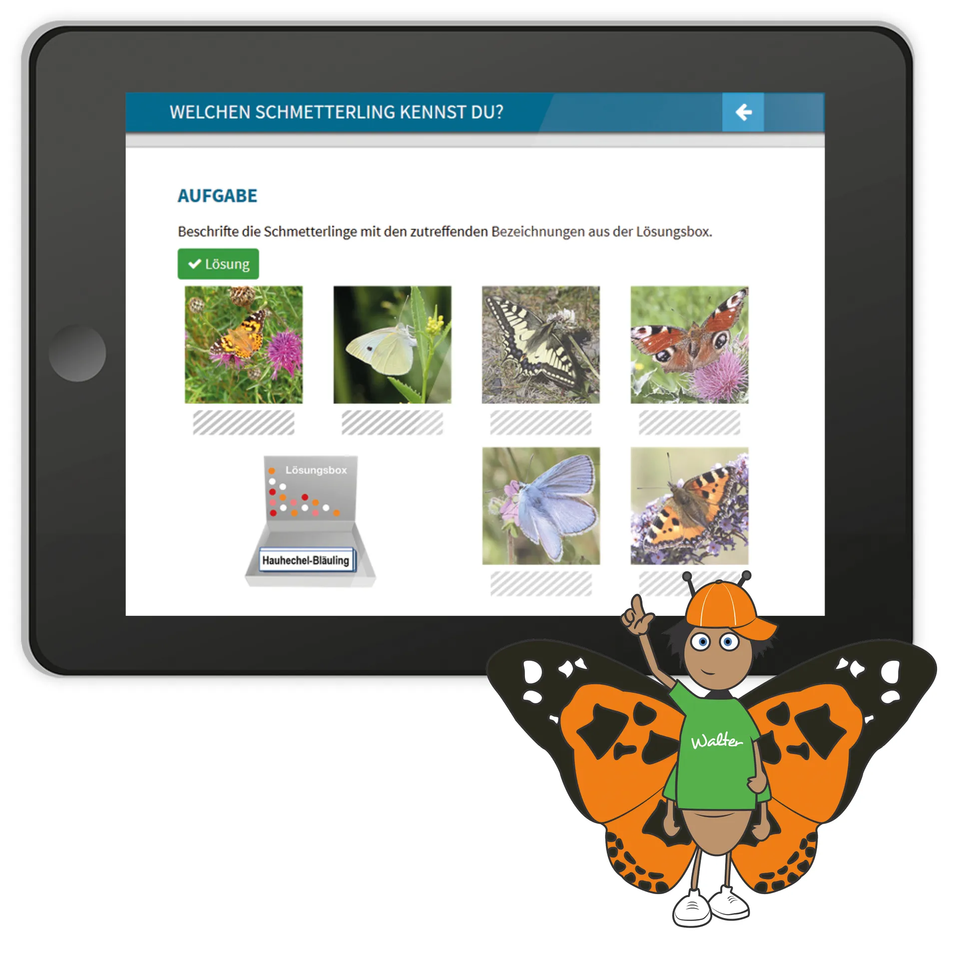 Didaktische DVD "Die wunderbare Welt der Schmetterlinge", tabletfähig