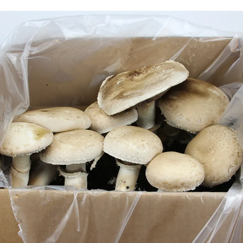 Zuchtset "Champignons braun", Pilze