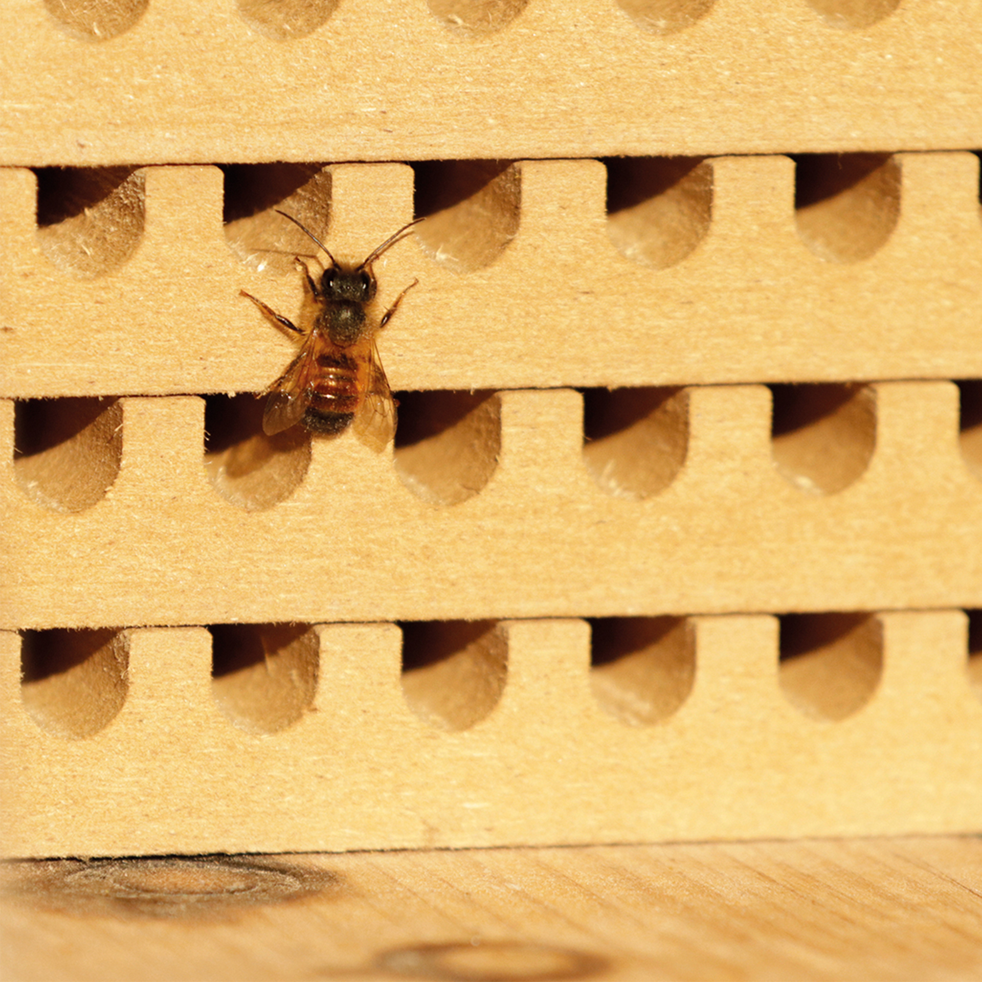 Pädagogischer Nistblock mit Beobachtungsschublade, 4-tlg.